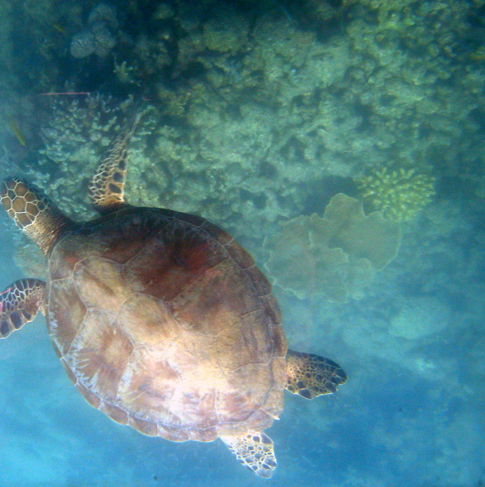 Green Turtle