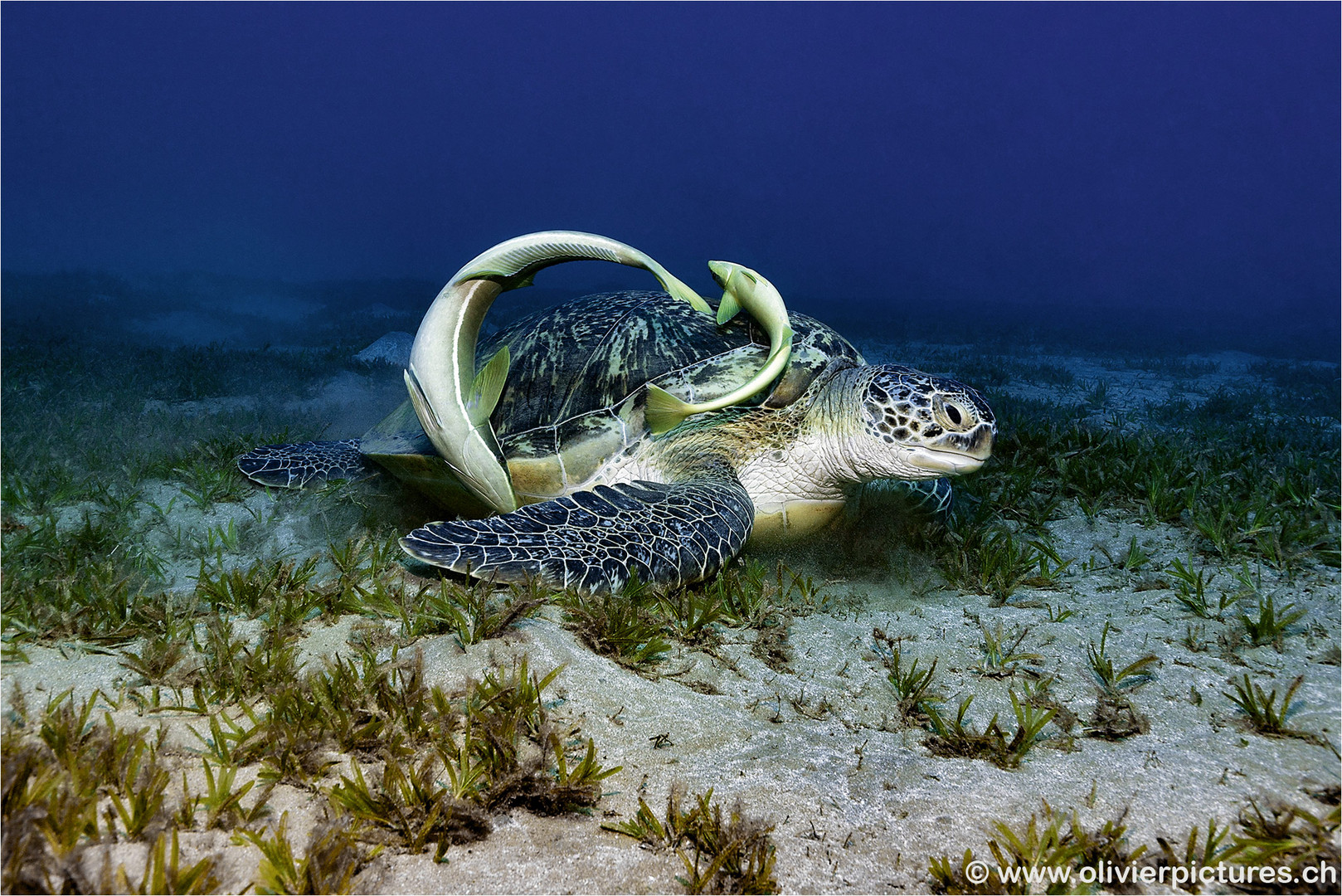 Green Turtle