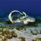 Green Turtle