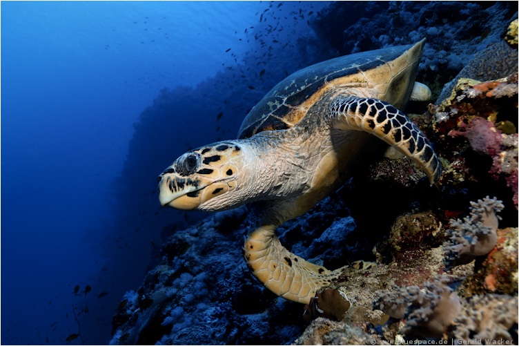 ~ Green Turtle ~