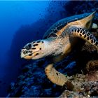 ~ Green Turtle ~