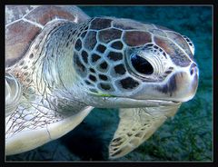 Green turtle....