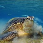 green turtle