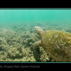 Green Turtle