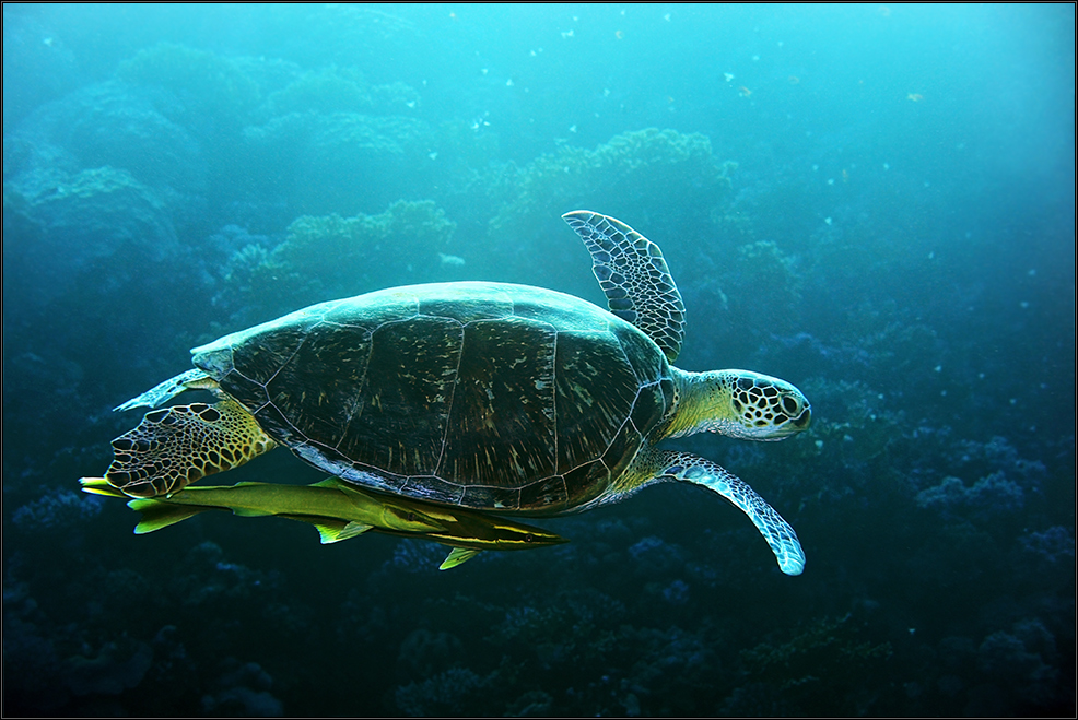 *Green Turtle*