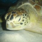 Green Turtle