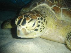 Green Turtle