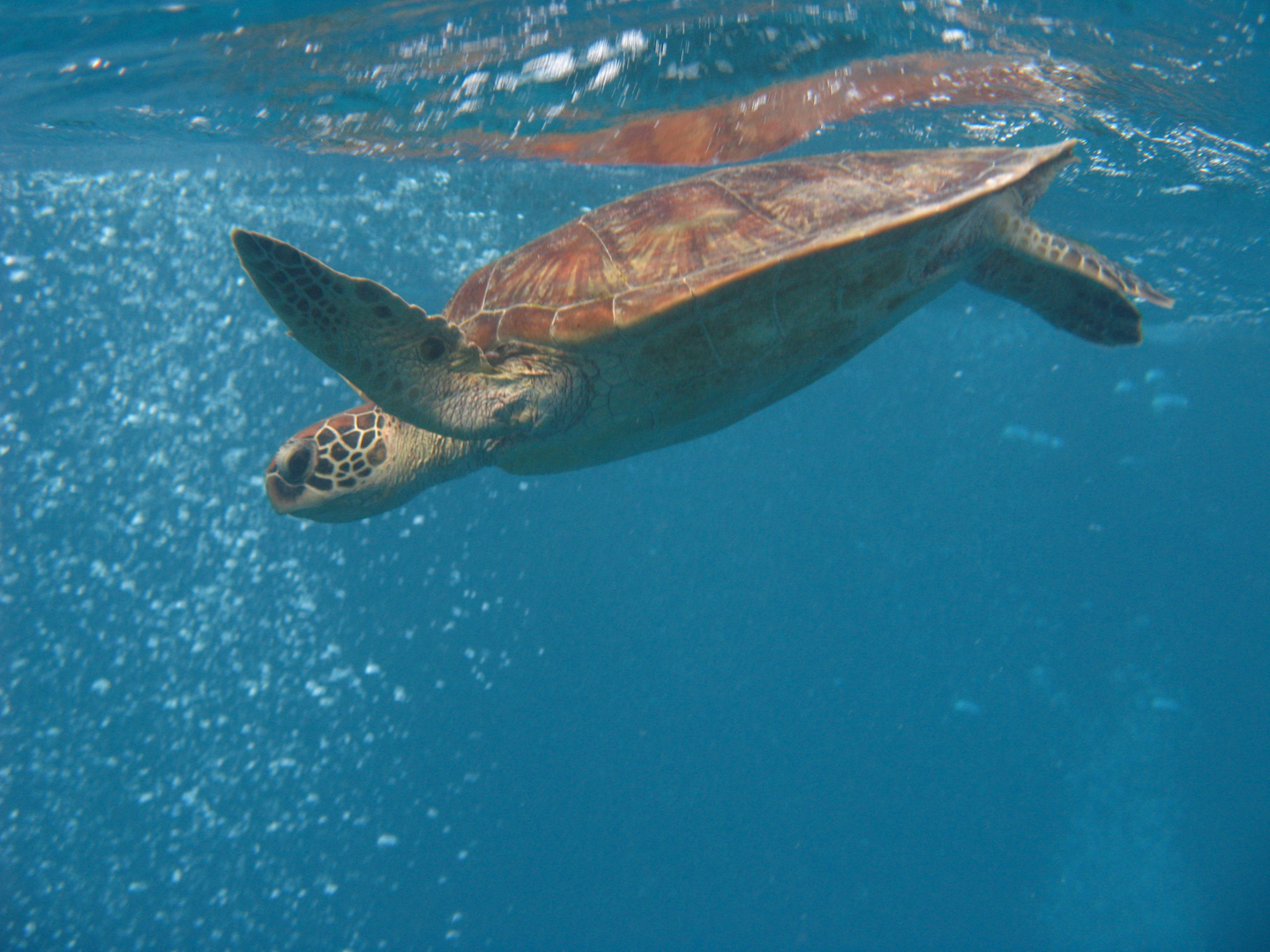 Green Turtle