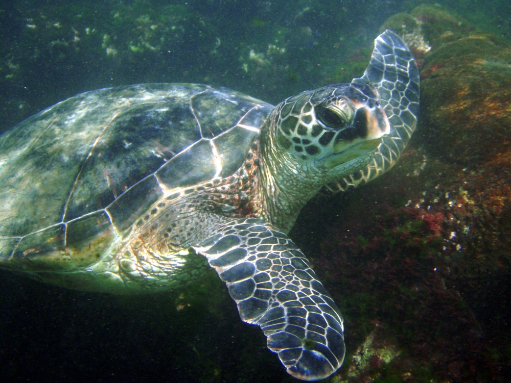 Green Turtle