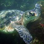 Green Turtle