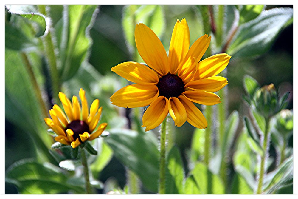 Green und Yellow