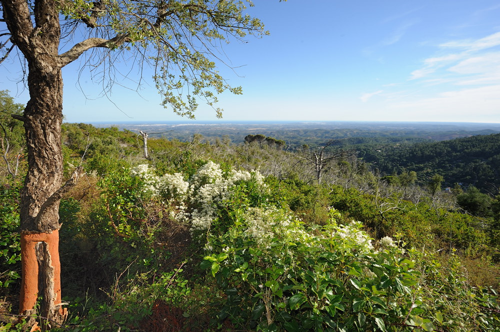 Green Valley