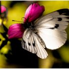 Green-veined White 2022