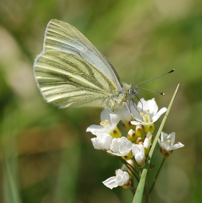 Green-veined White