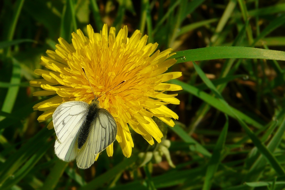 Green-veined White (male)