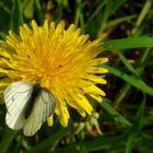 Green-veined White (male)