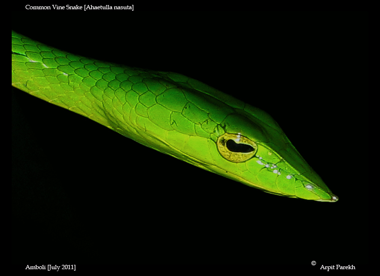 Green Vine Snake . . .