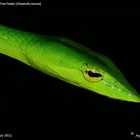 Green Vine Snake . . .