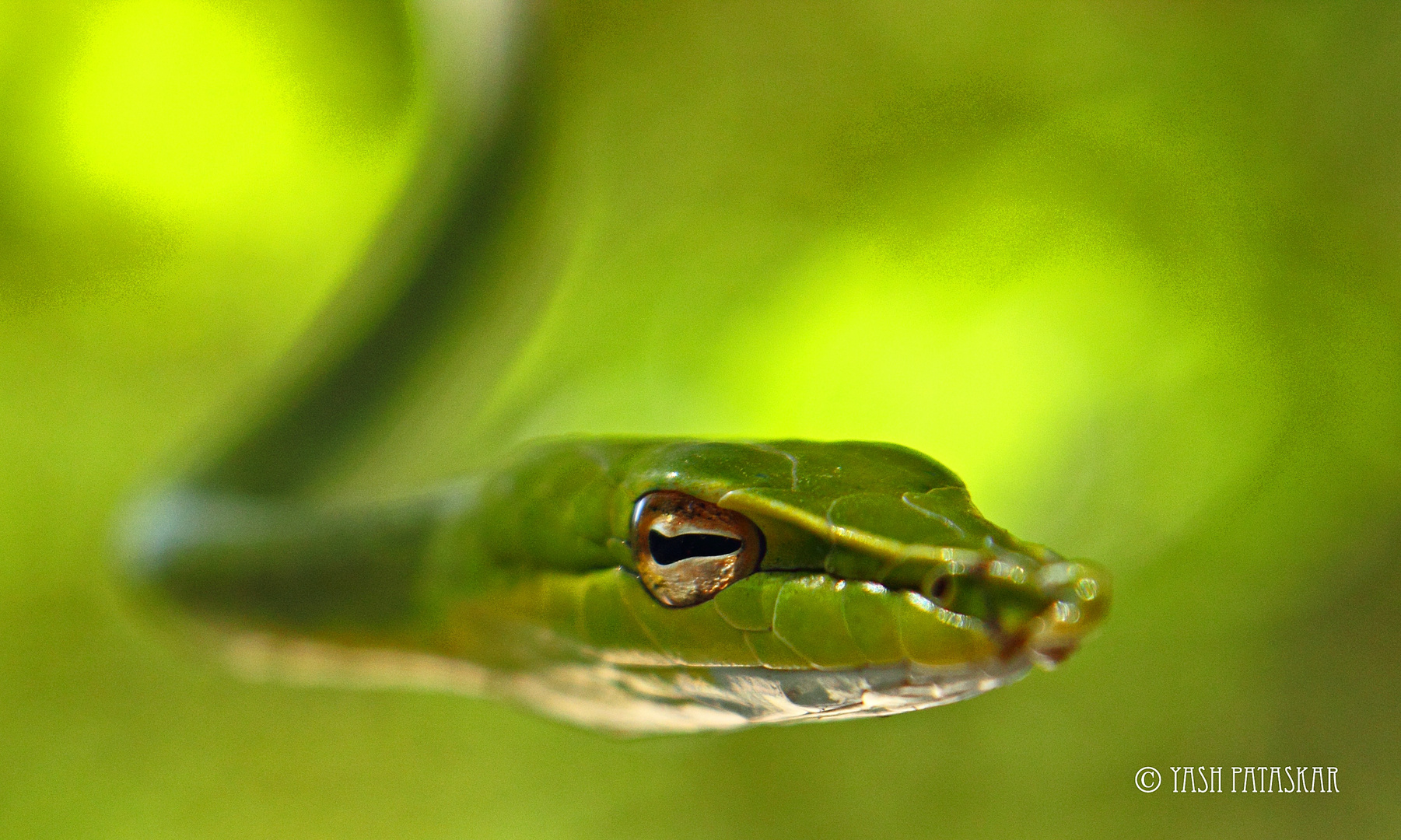 Green Vine Snake..