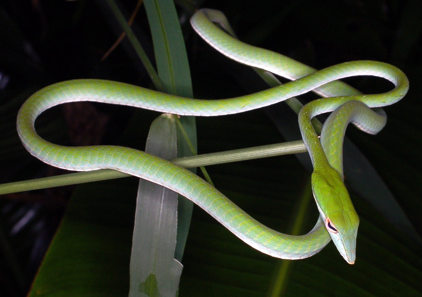 Green Vine Snake