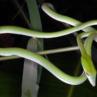 Green Vine Snake