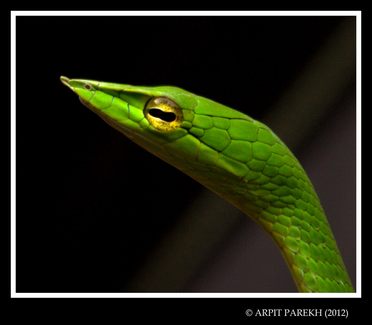 Green Vine Snake !!!