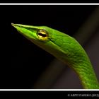 Green Vine Snake !!!