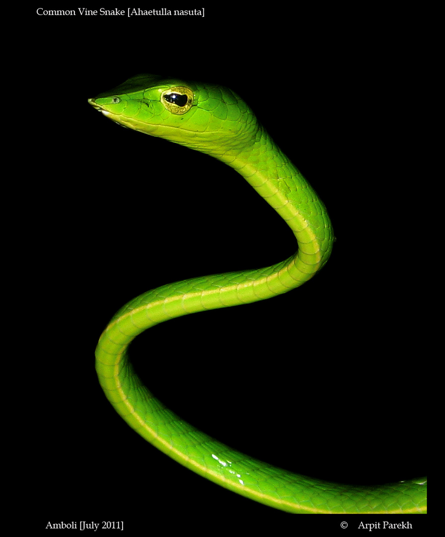 Green vine snake (Ahaetulla nasuta)