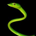 Green vine snake (Ahaetulla nasuta)