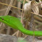 Green Vine Snake