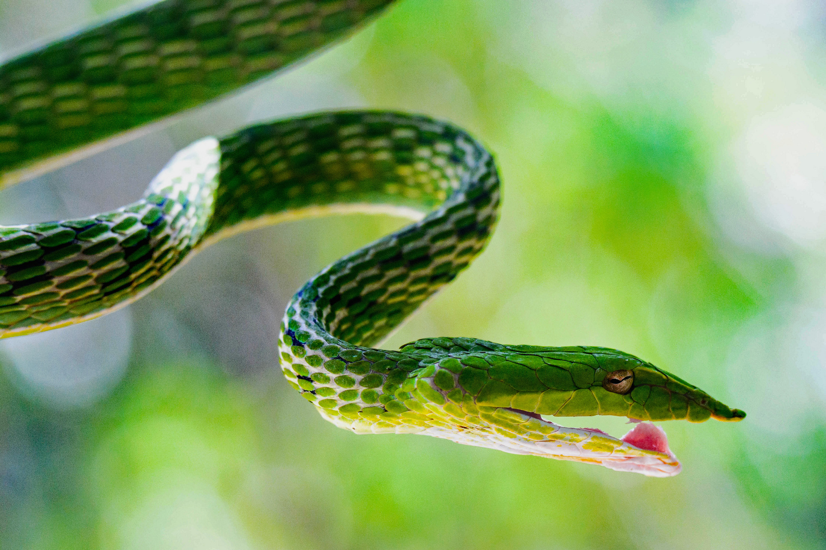 Green Vinesnake 1