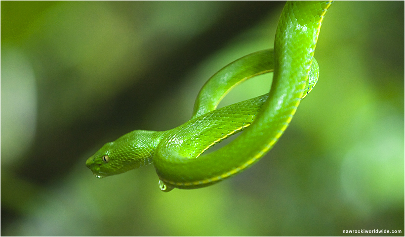 Green Viper