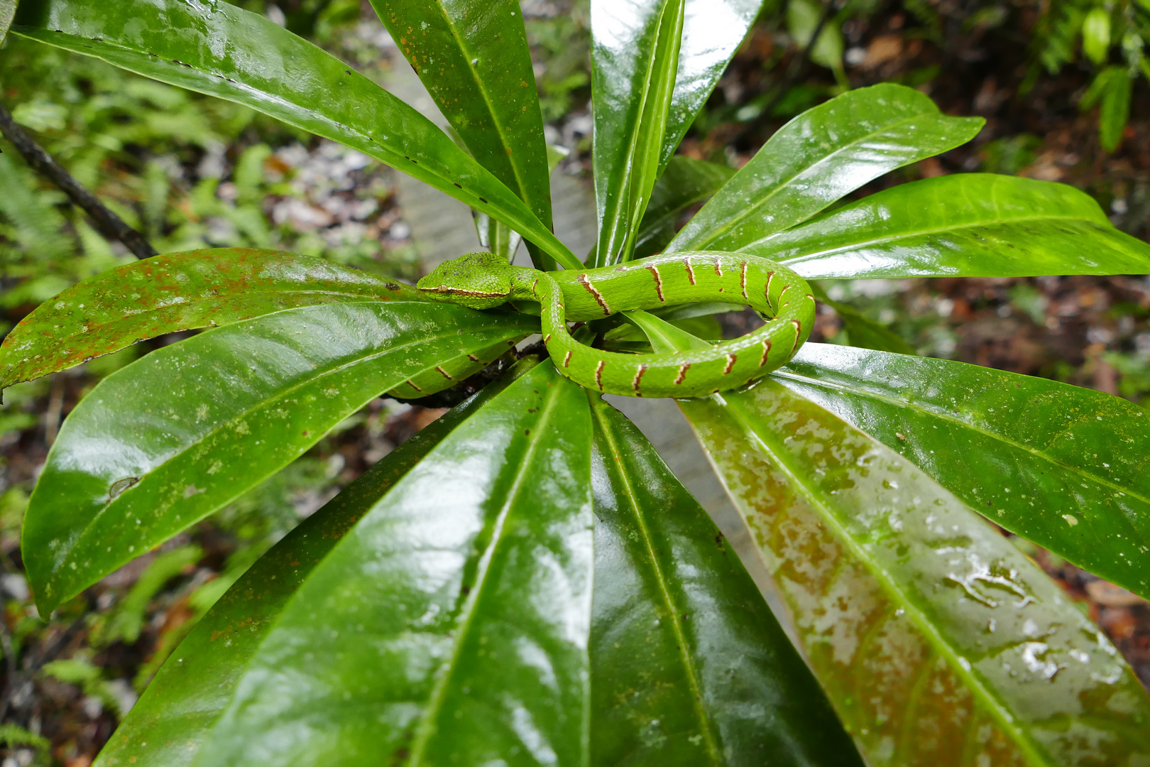 Green Viper, Borneo