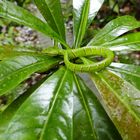 Green Viper, Borneo