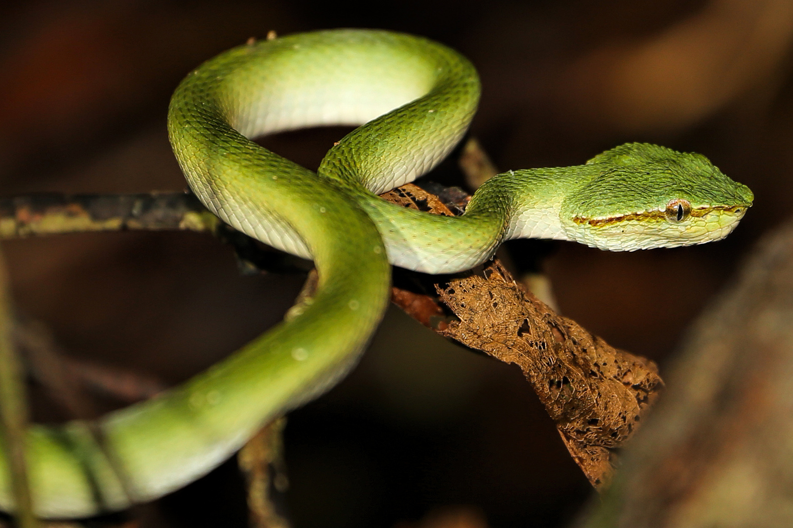 Green viper