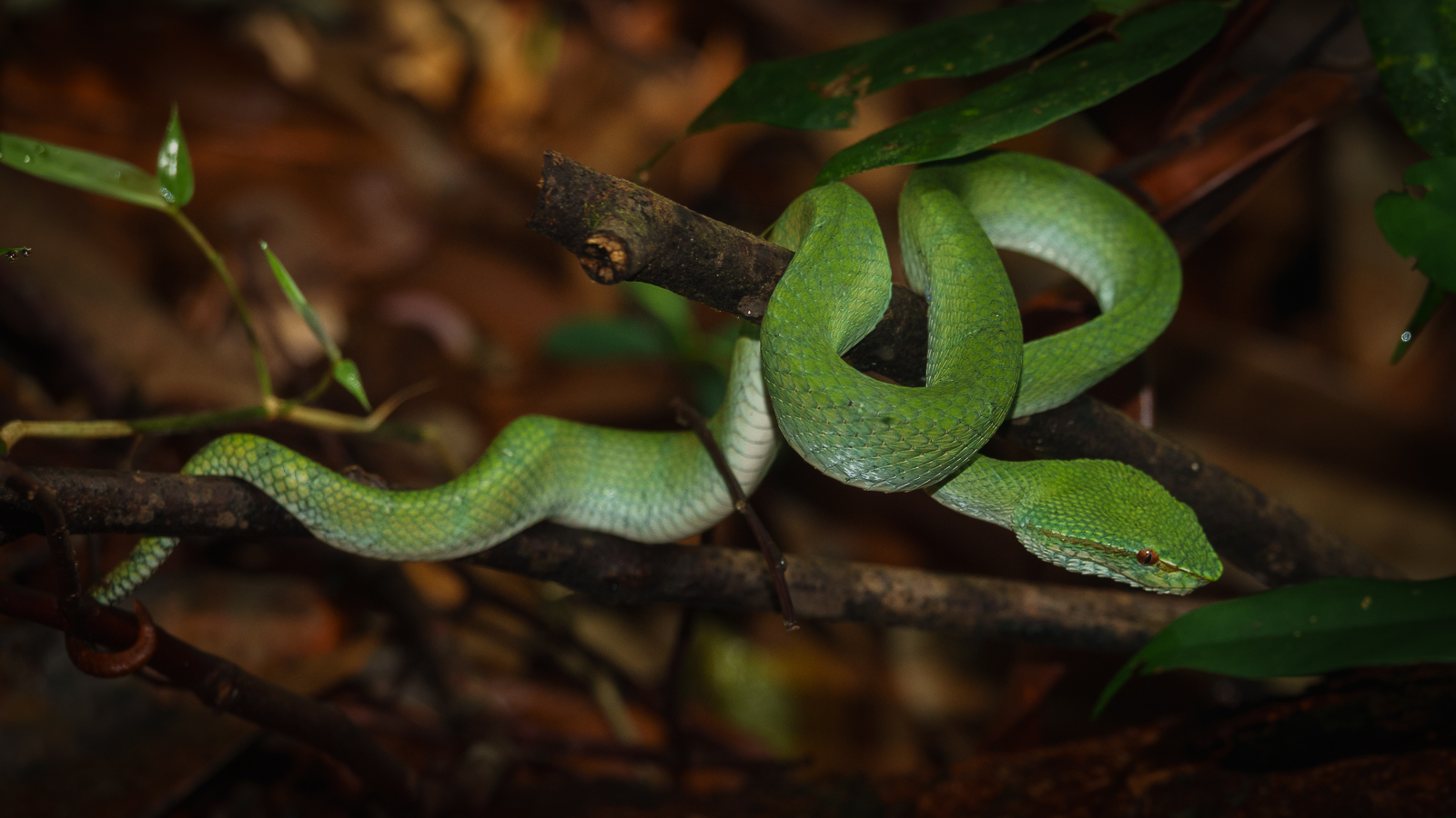 Green Viper