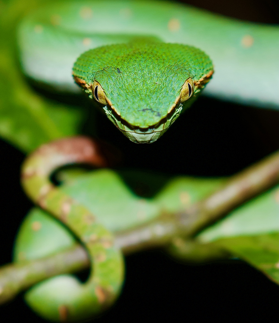 Green Viper watching you