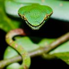 Green Viper watching you