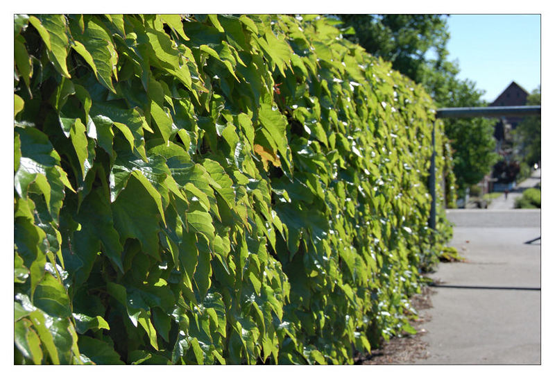 green wall