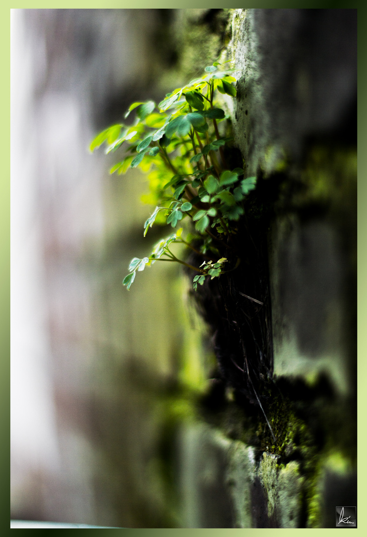 .green wall