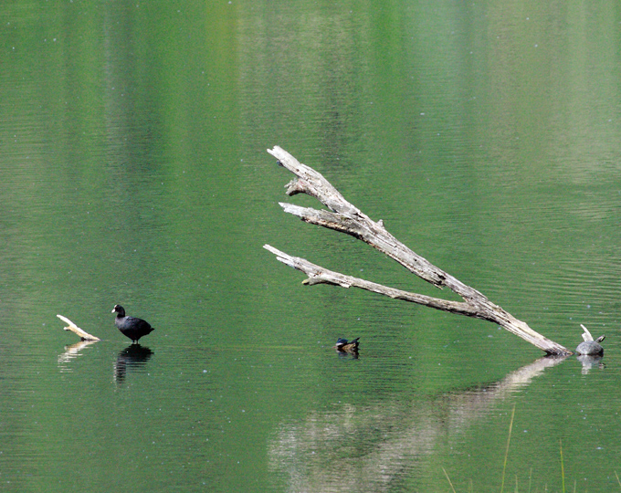 green water