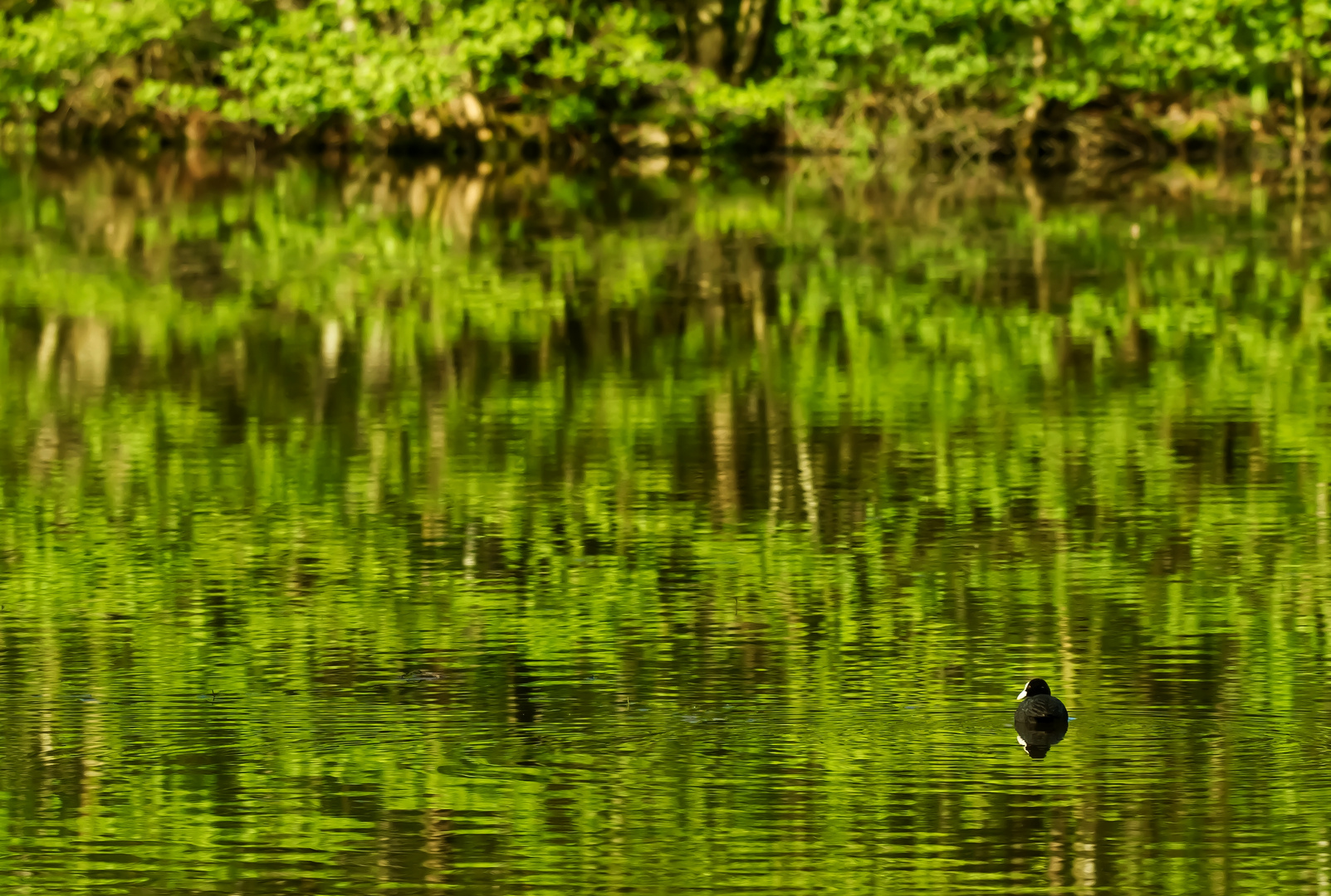 Green Water