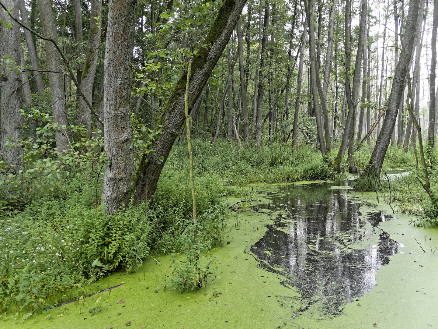 Green Water