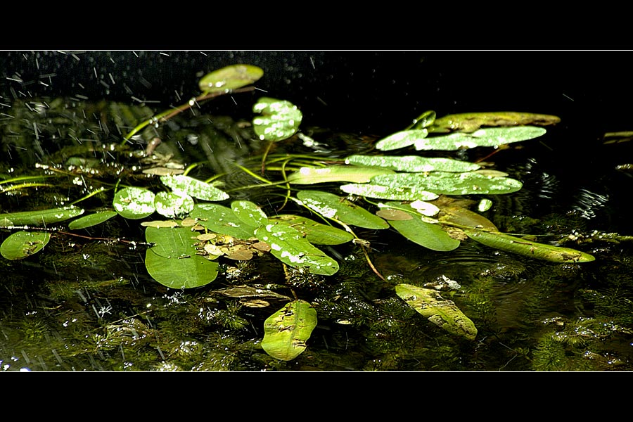 [green, water and light]