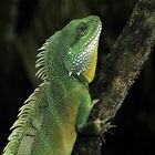 Green Water Dragon