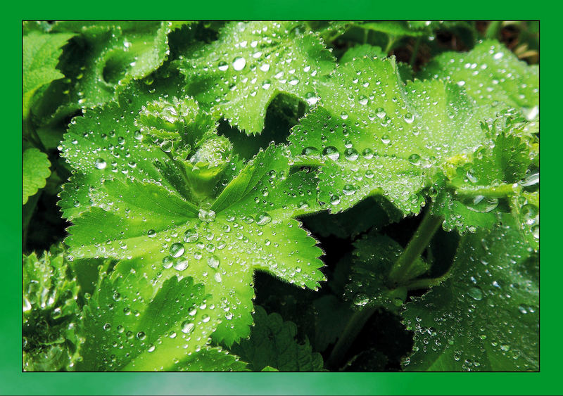 Green Waterdrops