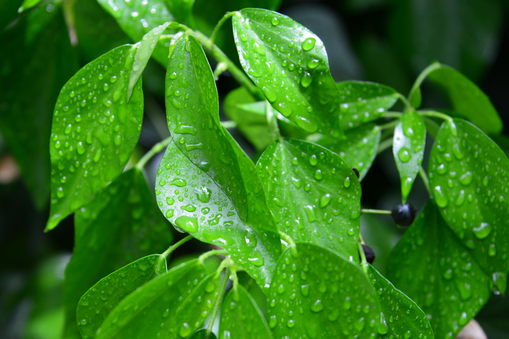 Green Waterdrops