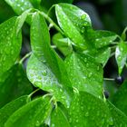 Green Waterdrops