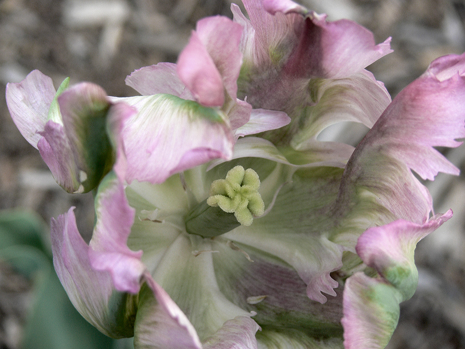 Green wave tulip