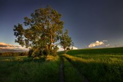 ~ GREEN WAY ~ 